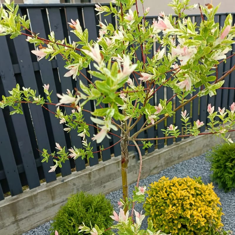 Culori și texturi, într-o grădină chic.