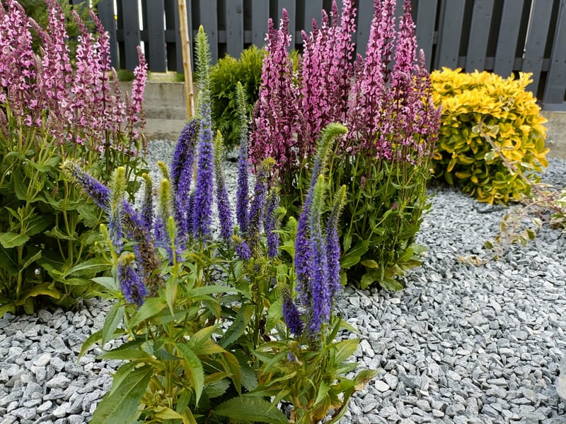 Culori și texturi, într-o grădină chic.