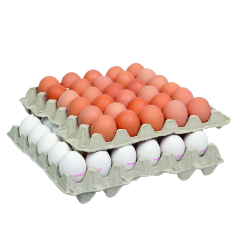 RECYCLAGE & MASQUE JETABLE