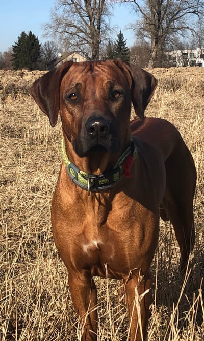 The kennel of Rhodesian Ridgeback Zkwp/fci image