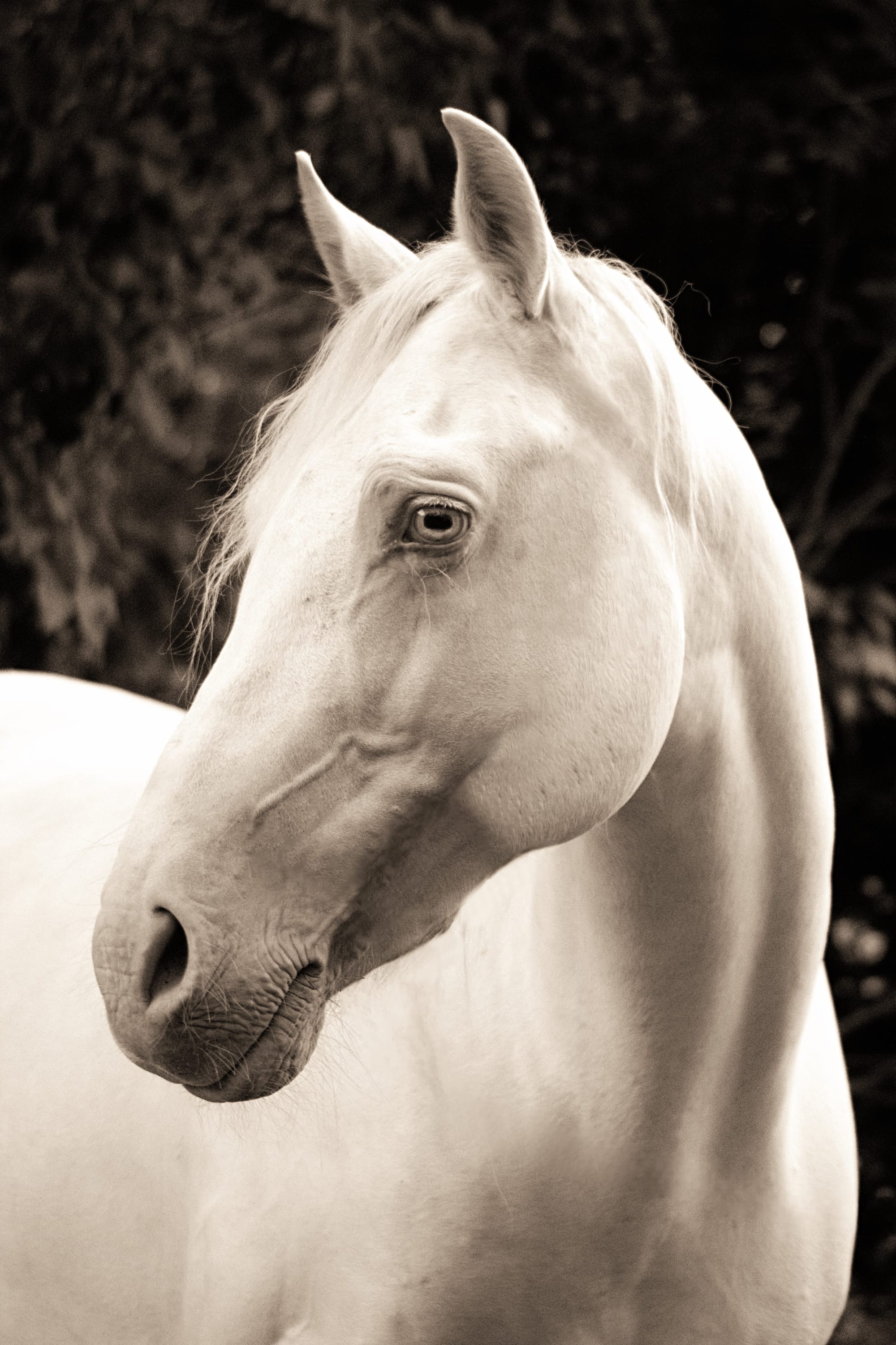 Portrait-Shooting