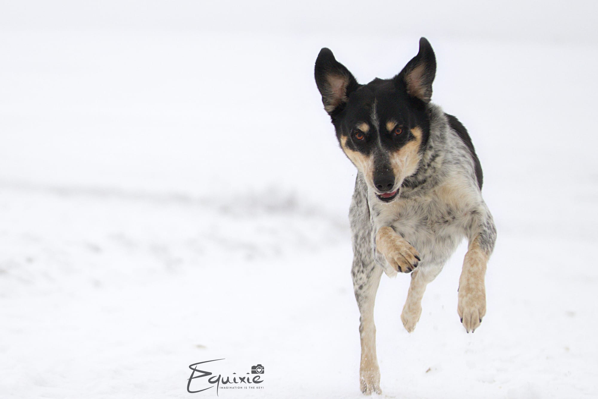 Hundeshooting im Schnee - Schneeshooting