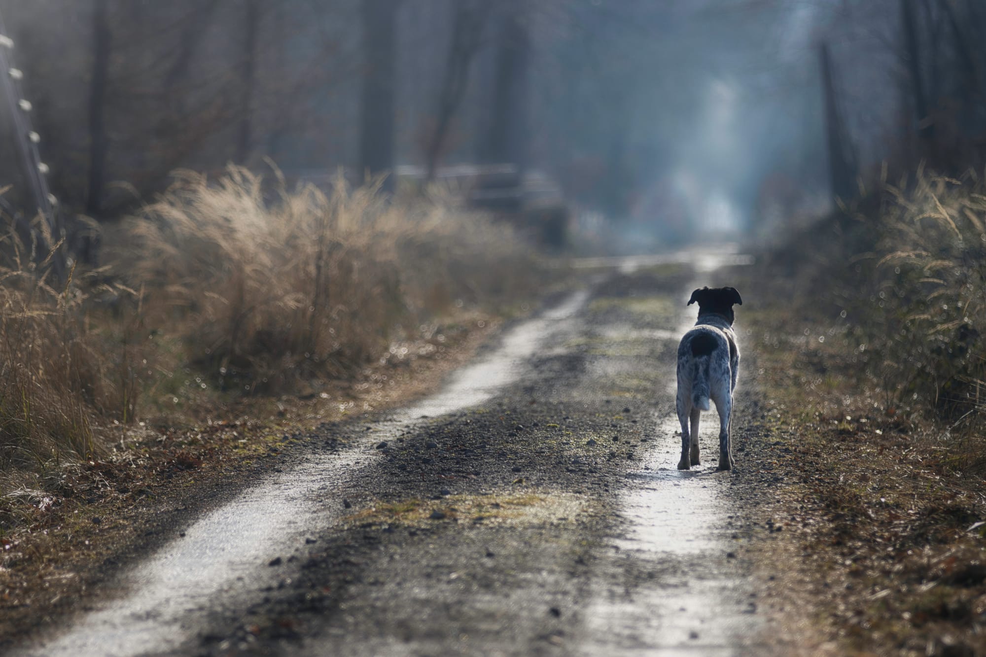 Hund im Herbstwald