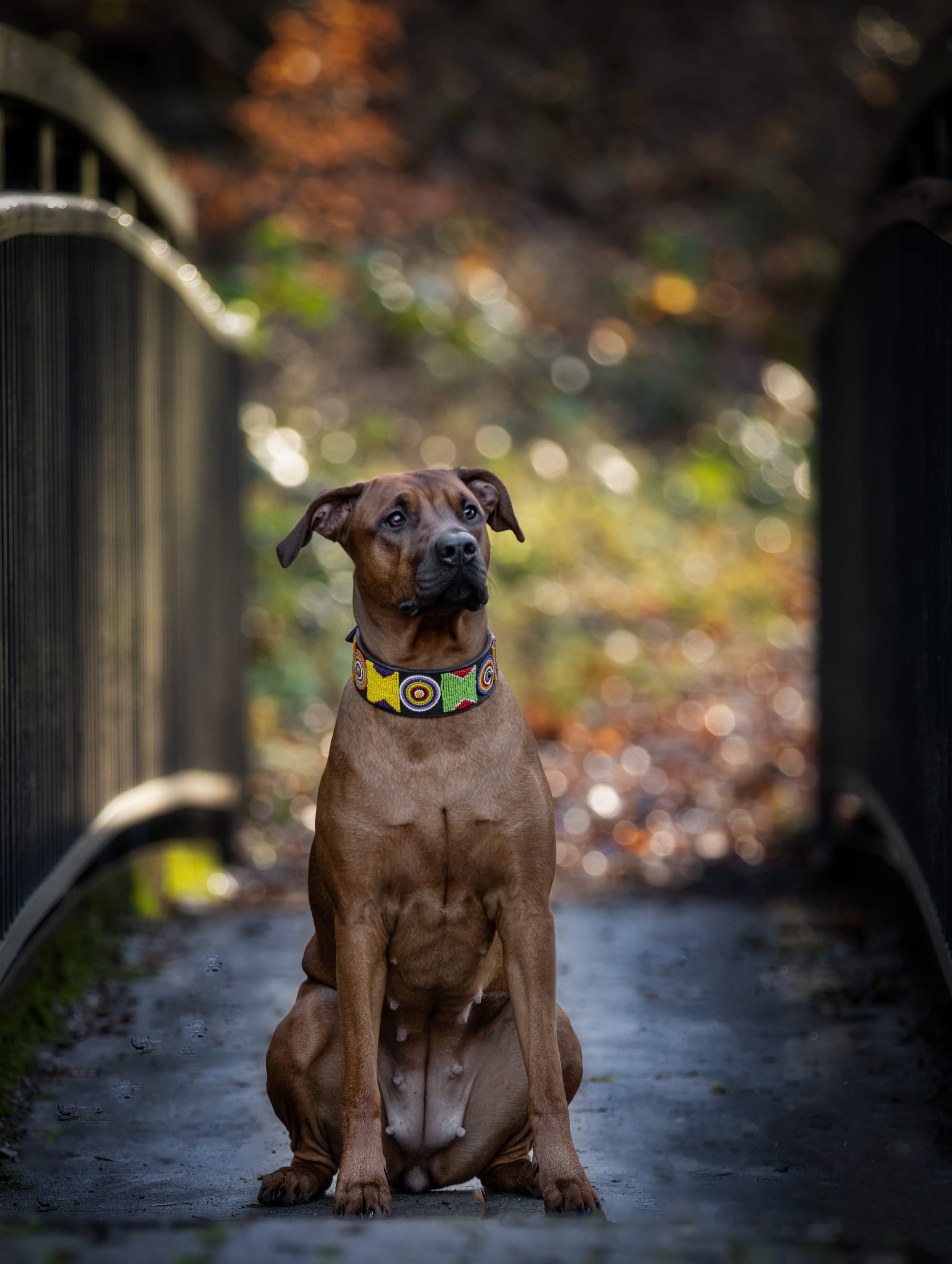 Herbst-Shooting