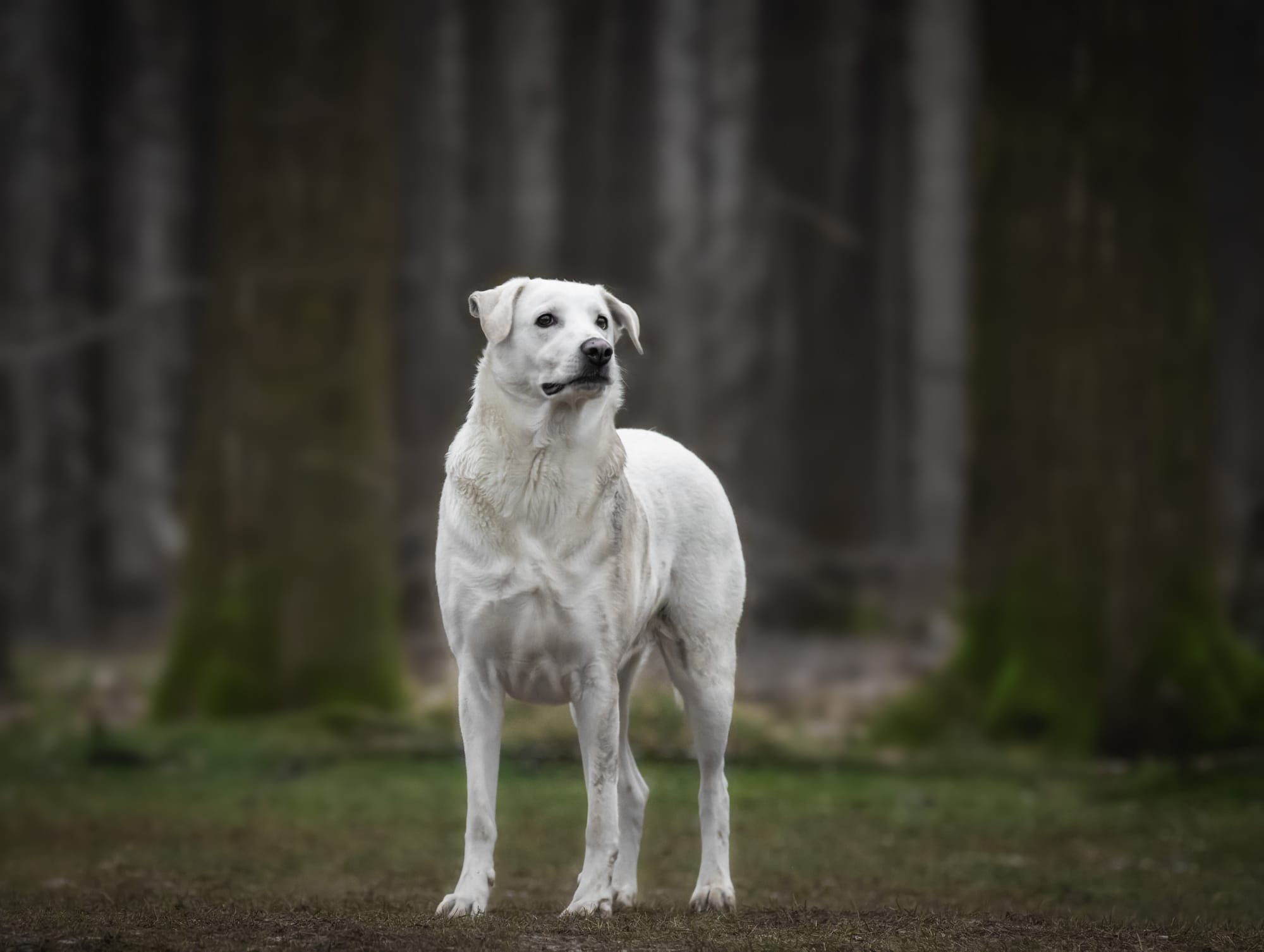 Weißer Schäferhund im Wald