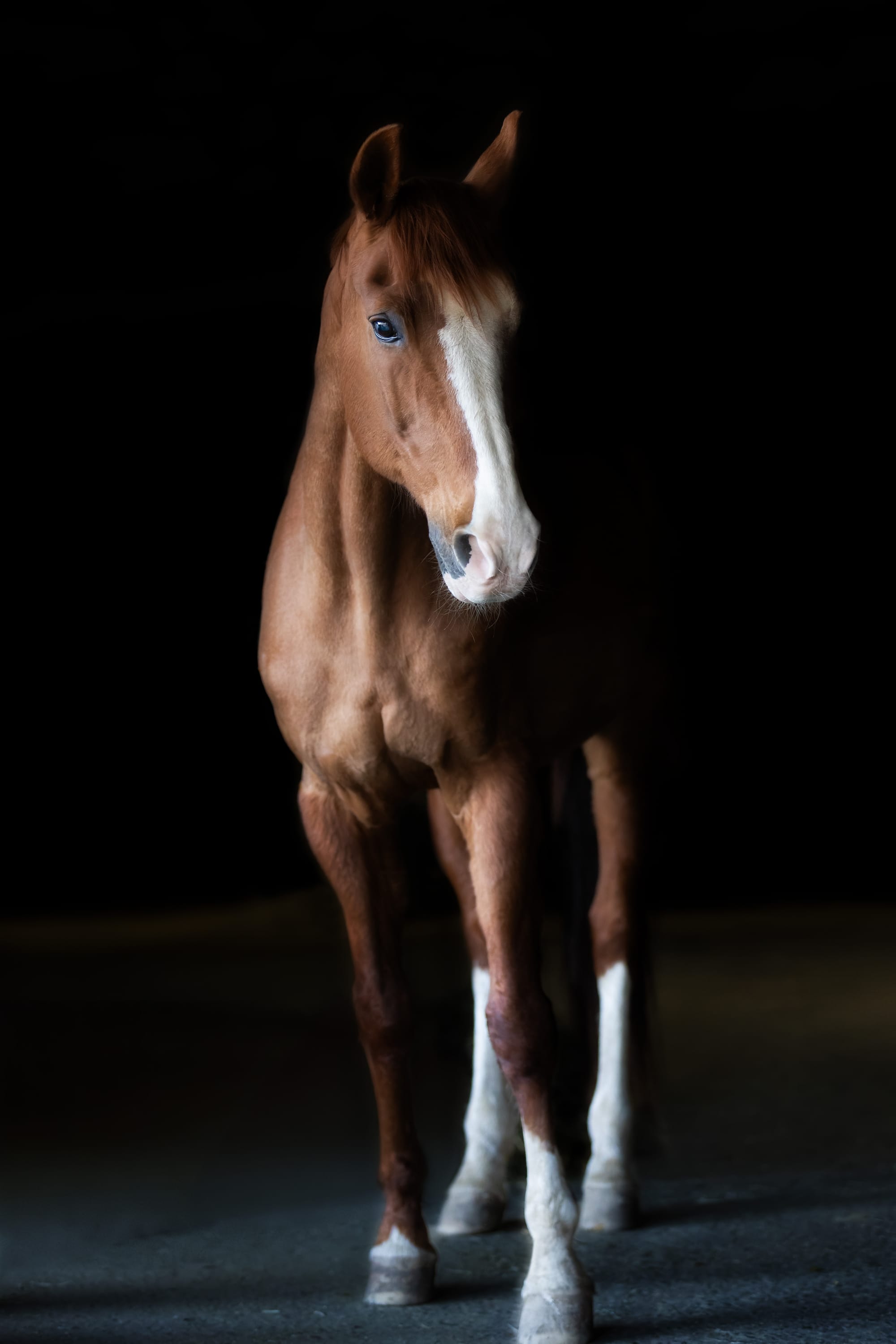 Portrait-Shooting mit dunklen Hintergrund