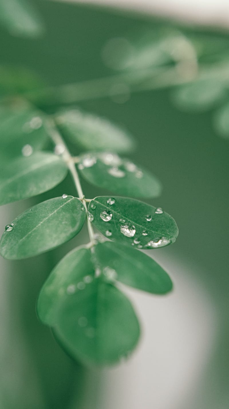 MORINGA OLEIFERA