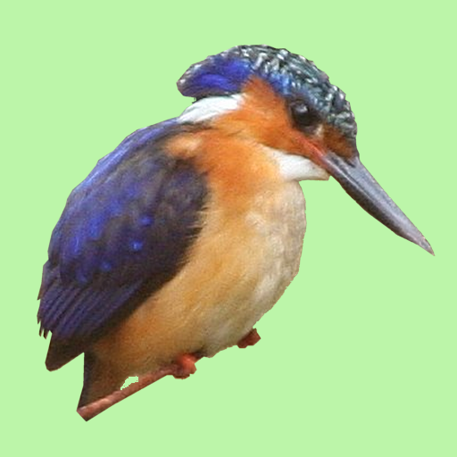 Bird Observation Logs