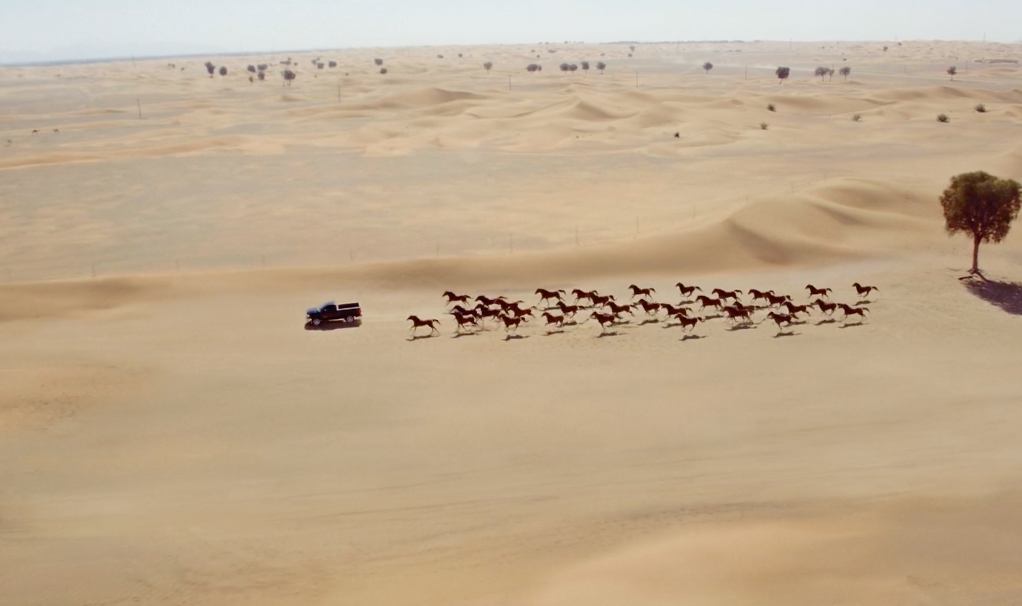 GMC Horses - Serena Dubai