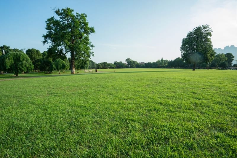 Lawn Care