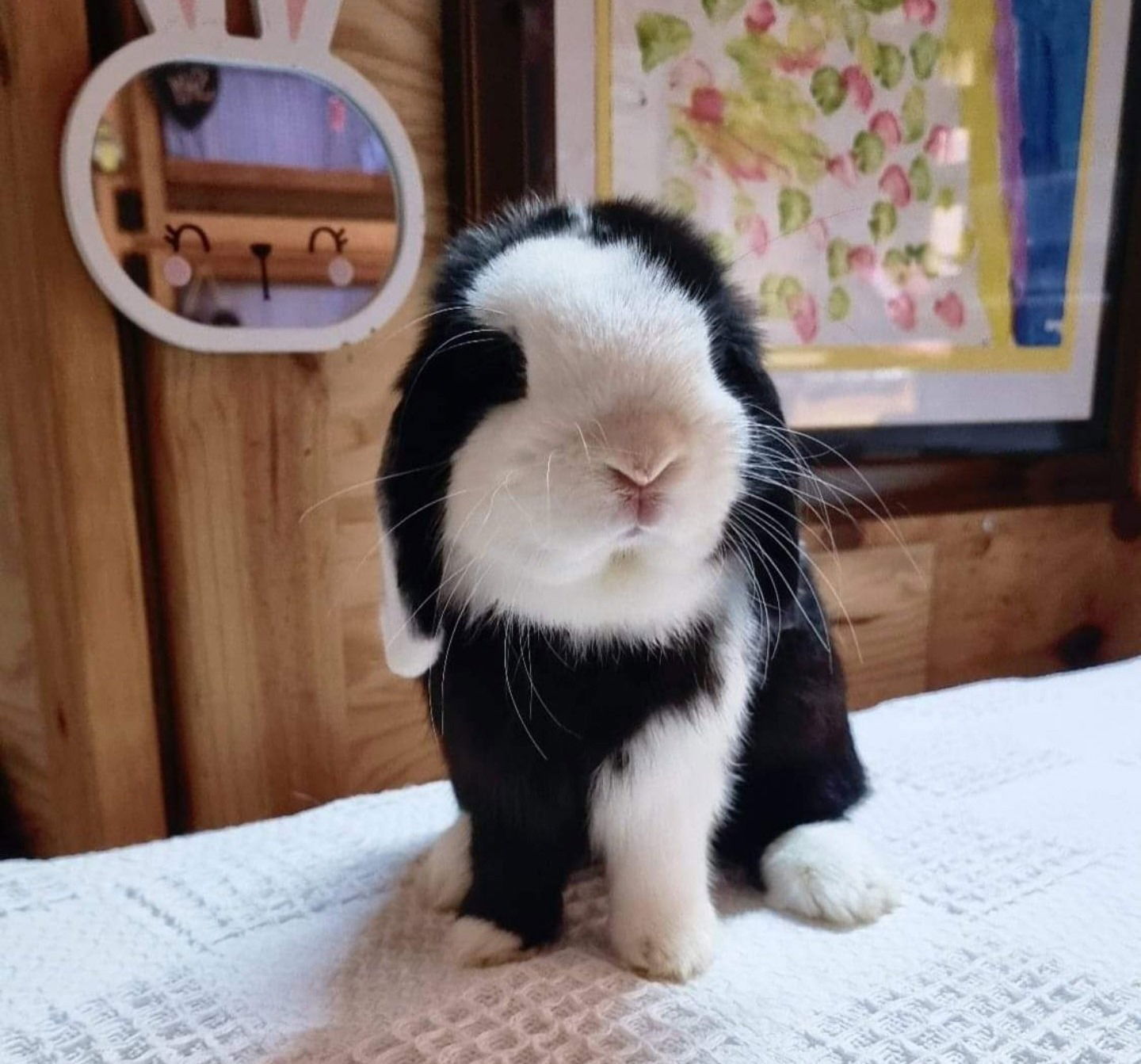 ''FELIX'' BLACK VIEANNA EXTREME BUCK