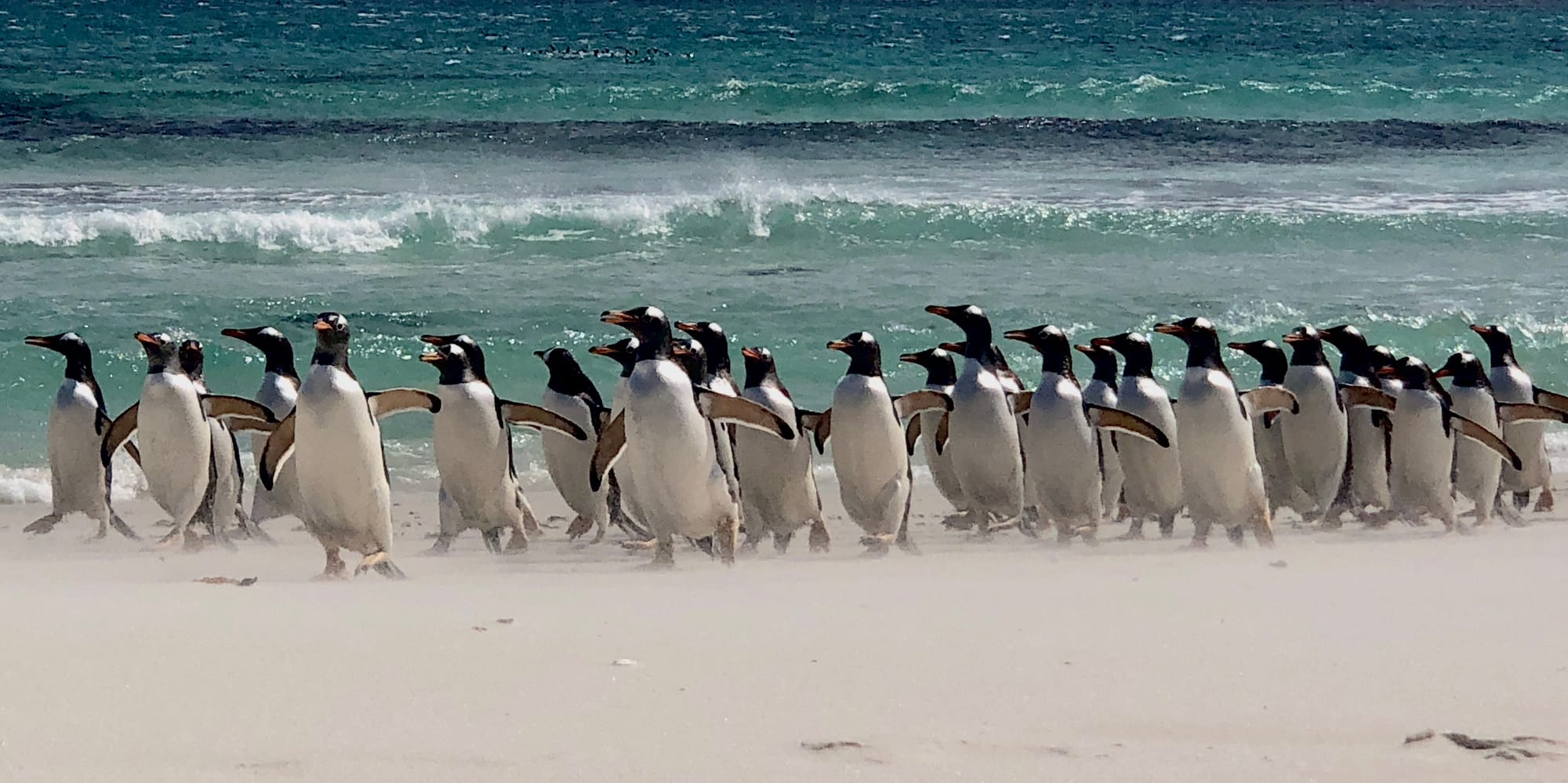 Gentoo's coming ashore