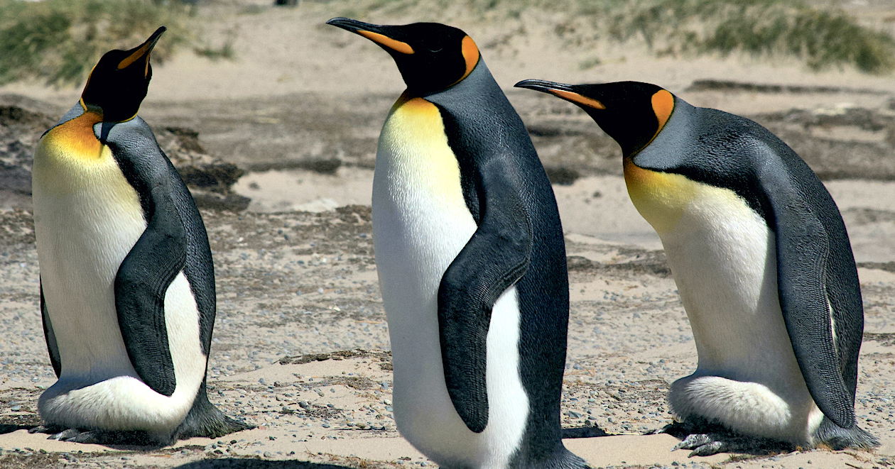 King Penguins