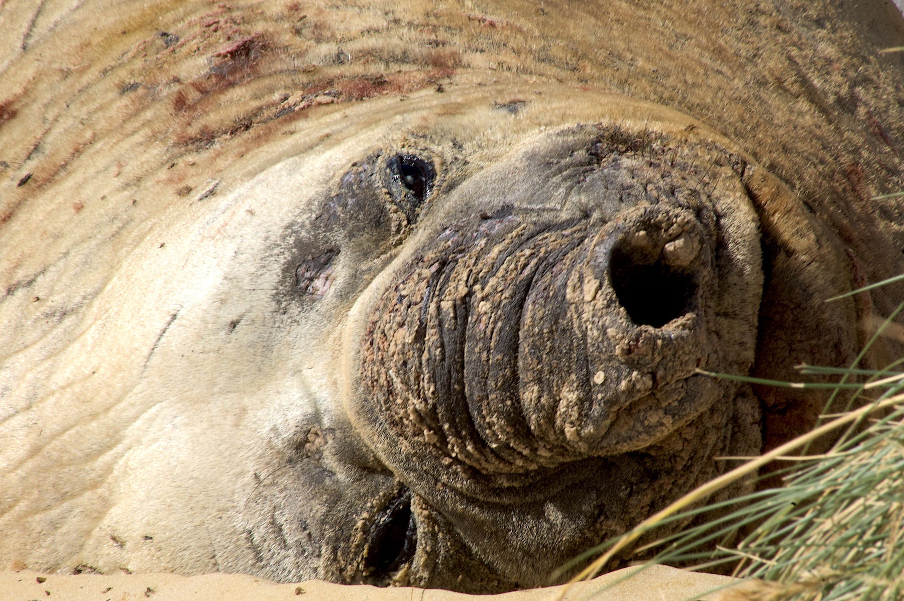 Southern Elephant Seal