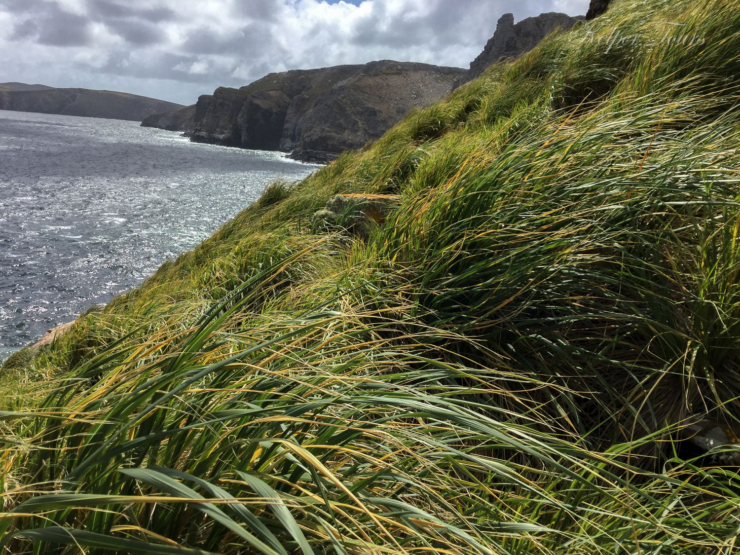 Tussock