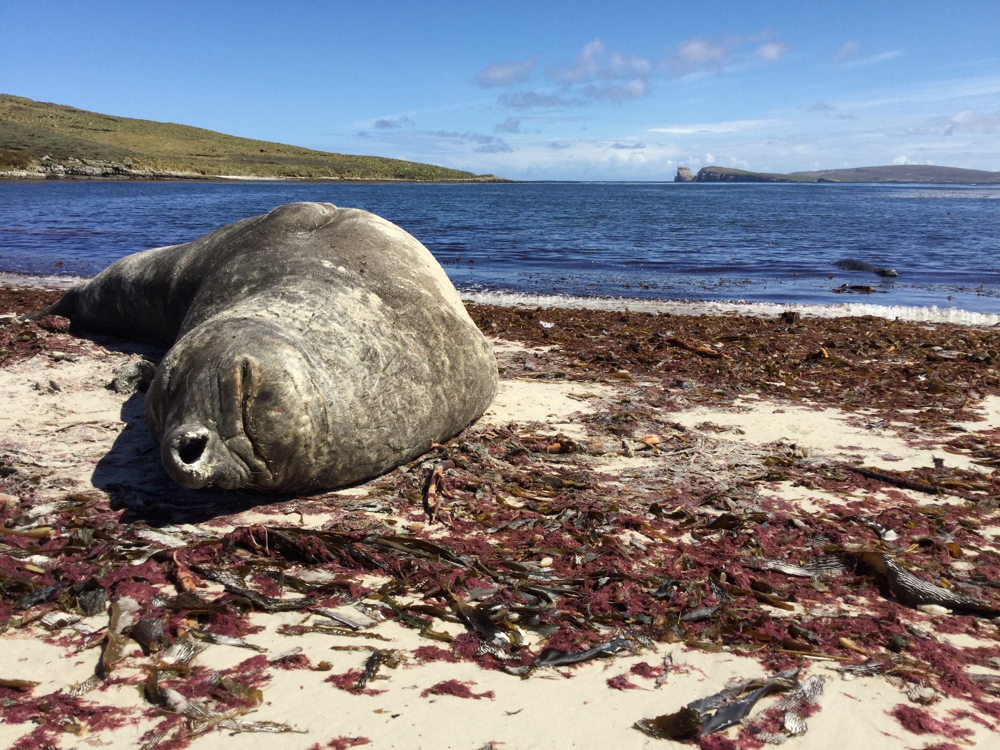 Relaxing Elephant Seal