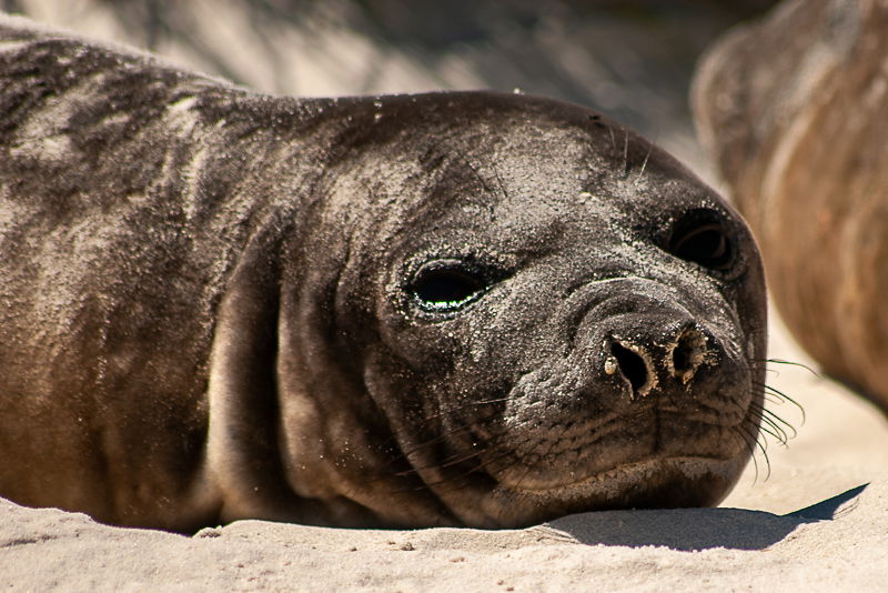 Young Elephant Seal