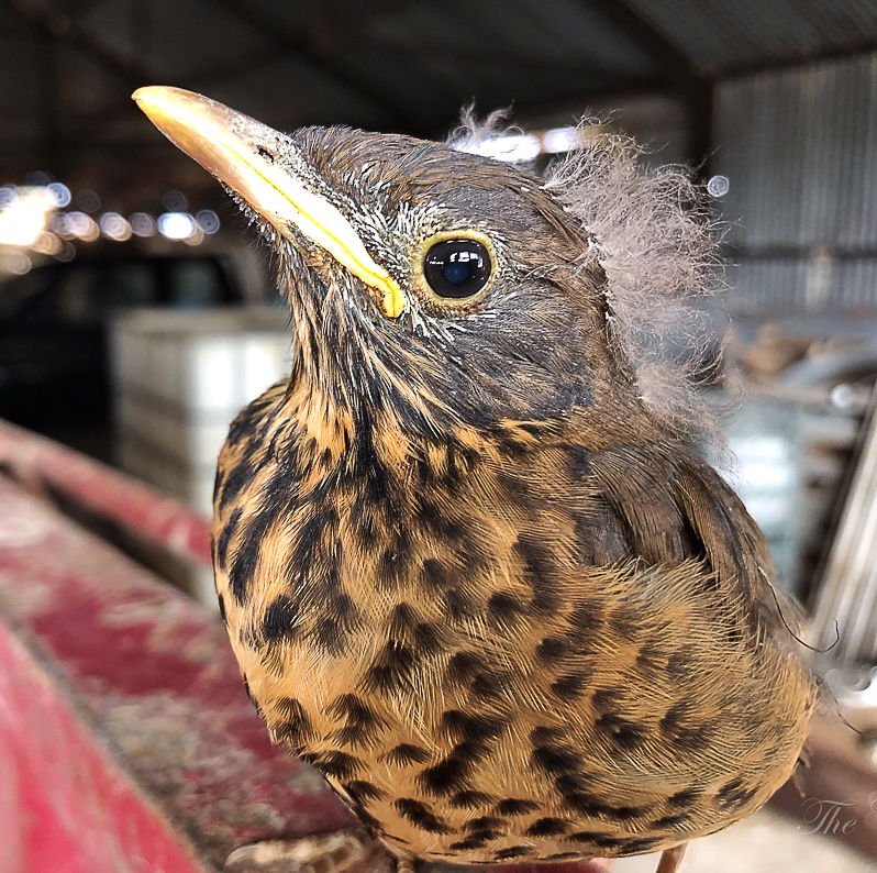 Baby thrush