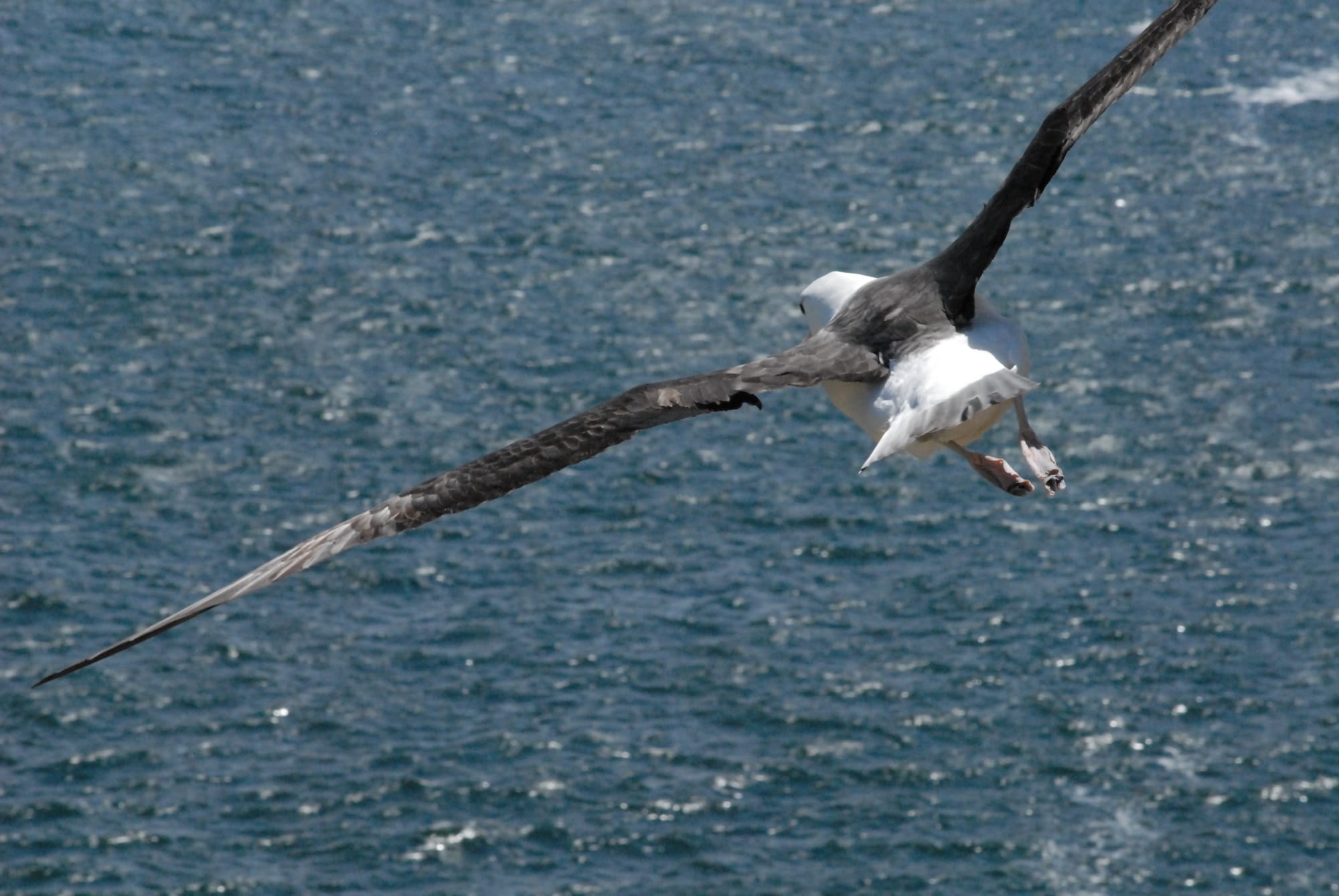 Albatross in flight