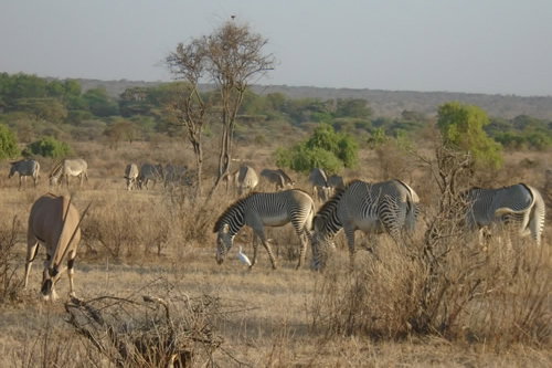 The ultimate and best Serengeti safari Tanzania tours