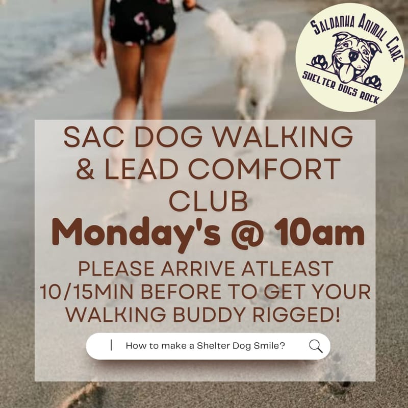 Monday Walking & Lead Comfort Club