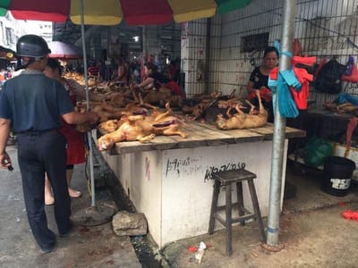 How to Stop Yulin Festival and Help Innocent Dogs?