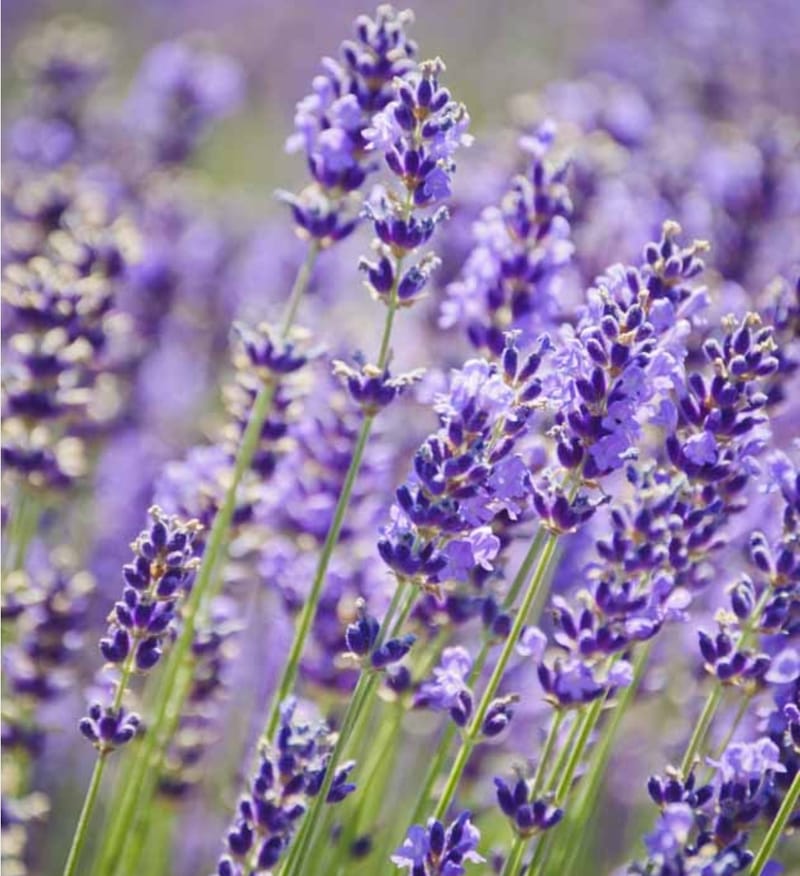 西方東方也好香