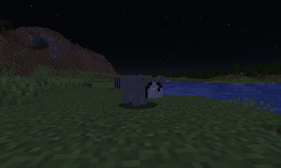 Raccoon image