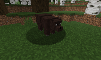 Bear image