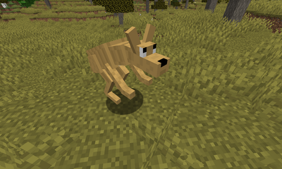 Kangaroo image