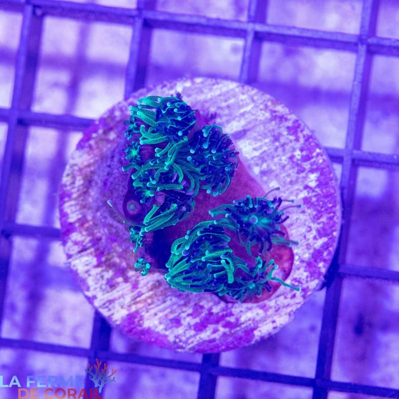 ReefTox 1&amp;3 - Ecotox Risk Assessment