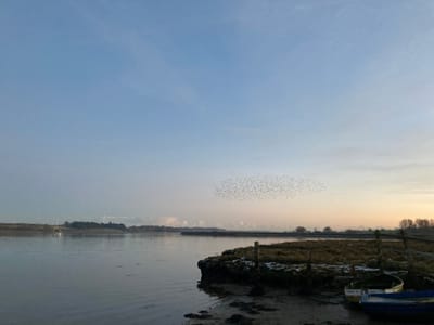 #AmbientMusicWorld - murmuration at kyson point