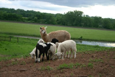 Why Katahdin Sheep?
