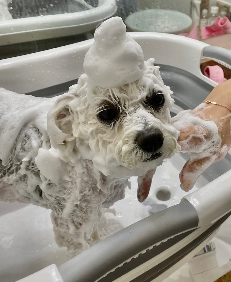 トリミング・コース内容 / 미용코스 /Services