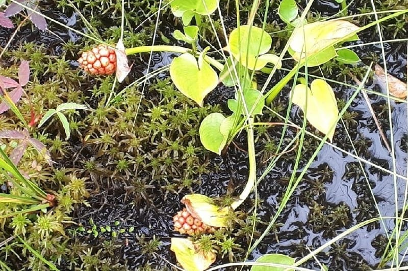 Экотропа «Сестрорецкое болото»