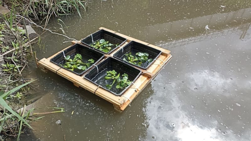 Фиторемедиация водоёмов Петербурга