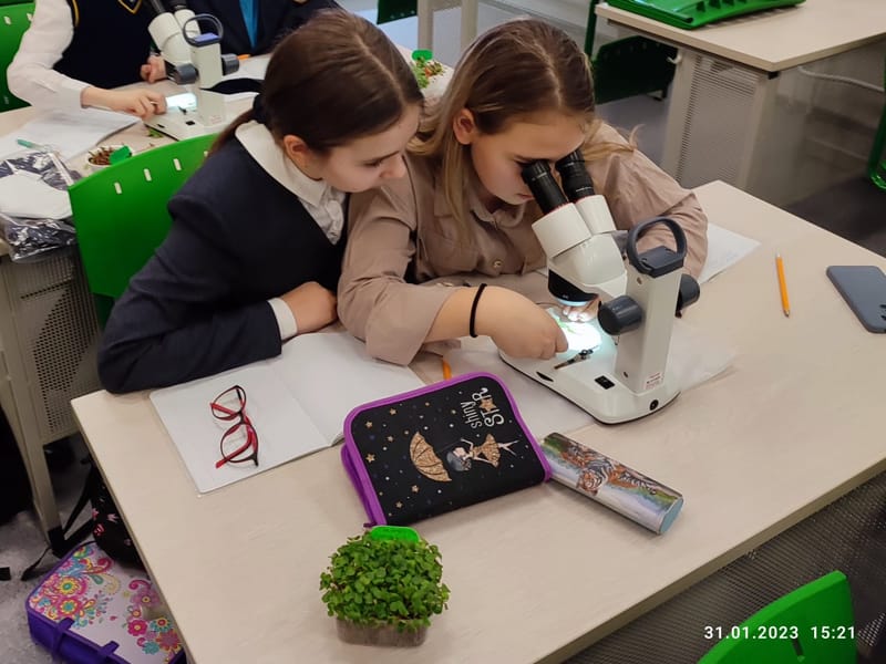 Выращивание микрозелени