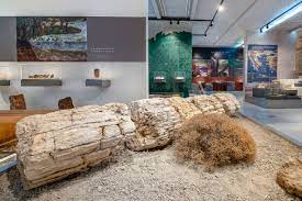 ΑΠΟΛΙΘΩΜΕΝΟ ΔΕΝΤΡΟ ΣΤΟ ΑΛΩΝΑΚΙ