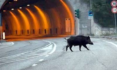 ΑΓΡΙΟΓΟΥΡΟΥΝΑ ΣΤΑΜΑΤΗΣΑΝ  ΚΤΕΛ