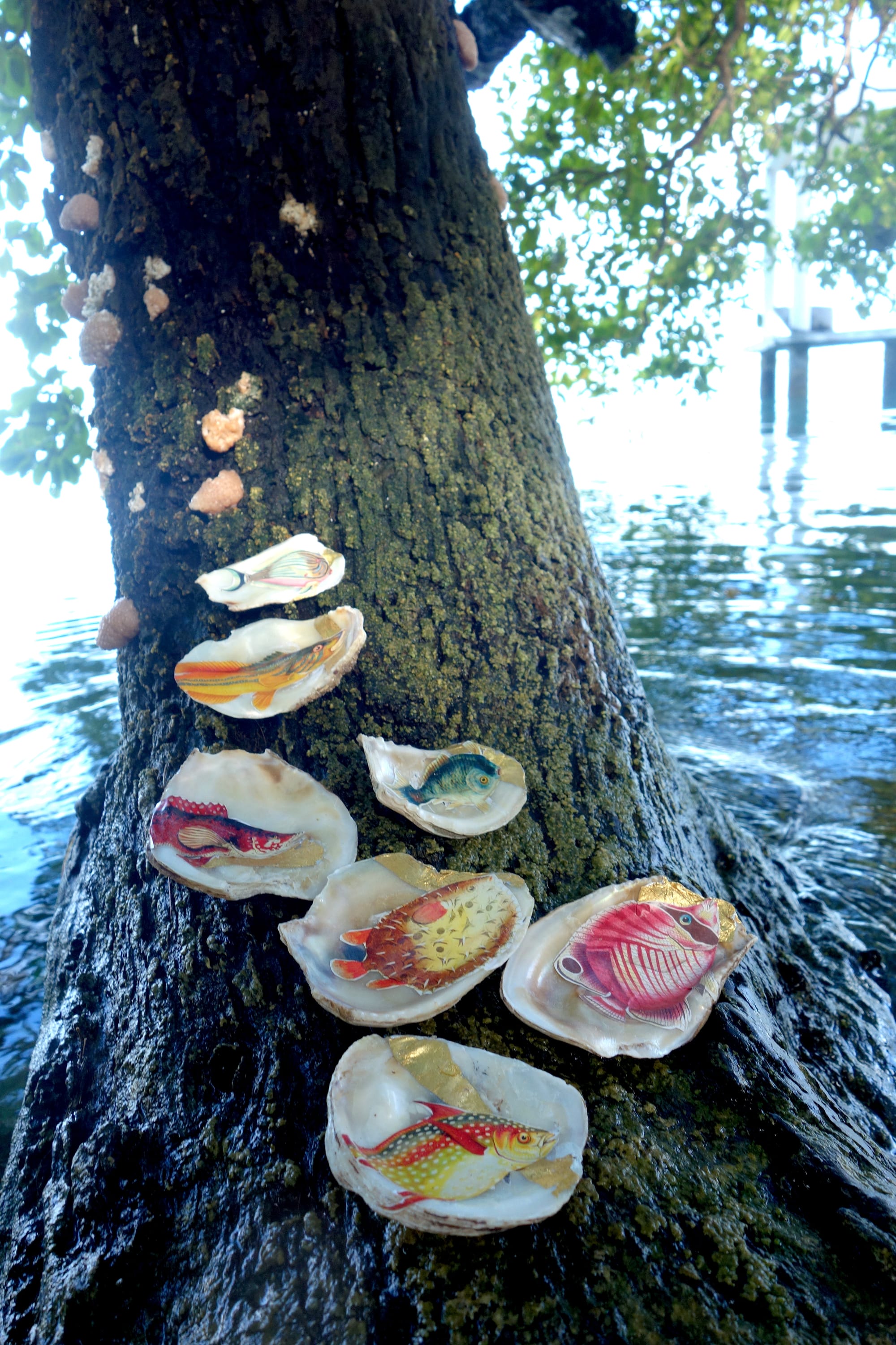 On the Laguna Bacalar