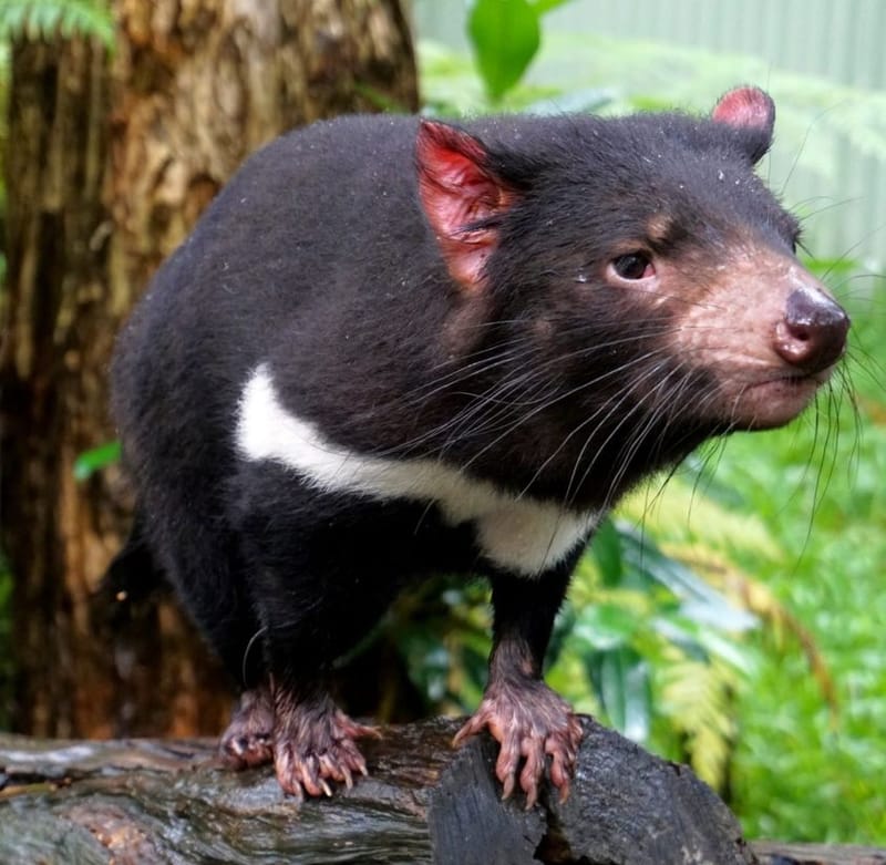 Chat about Tasmanian Devil