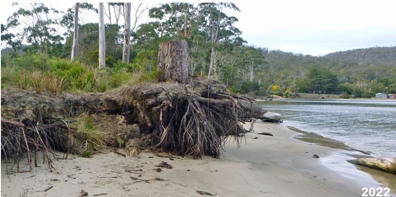 FOGIC Community Consultation