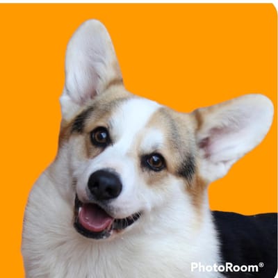 El Welsh corgi pembroke image