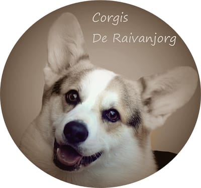 Corgis de Raivanjorg