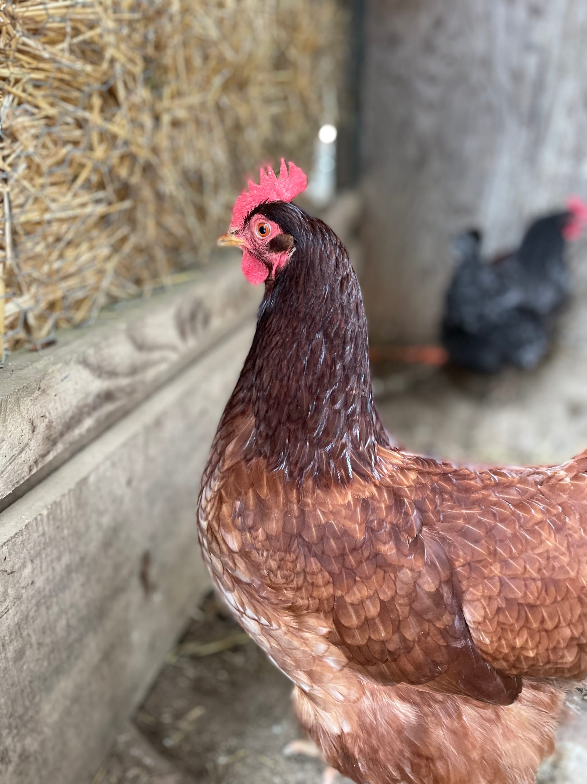 A Little Bit of This and That