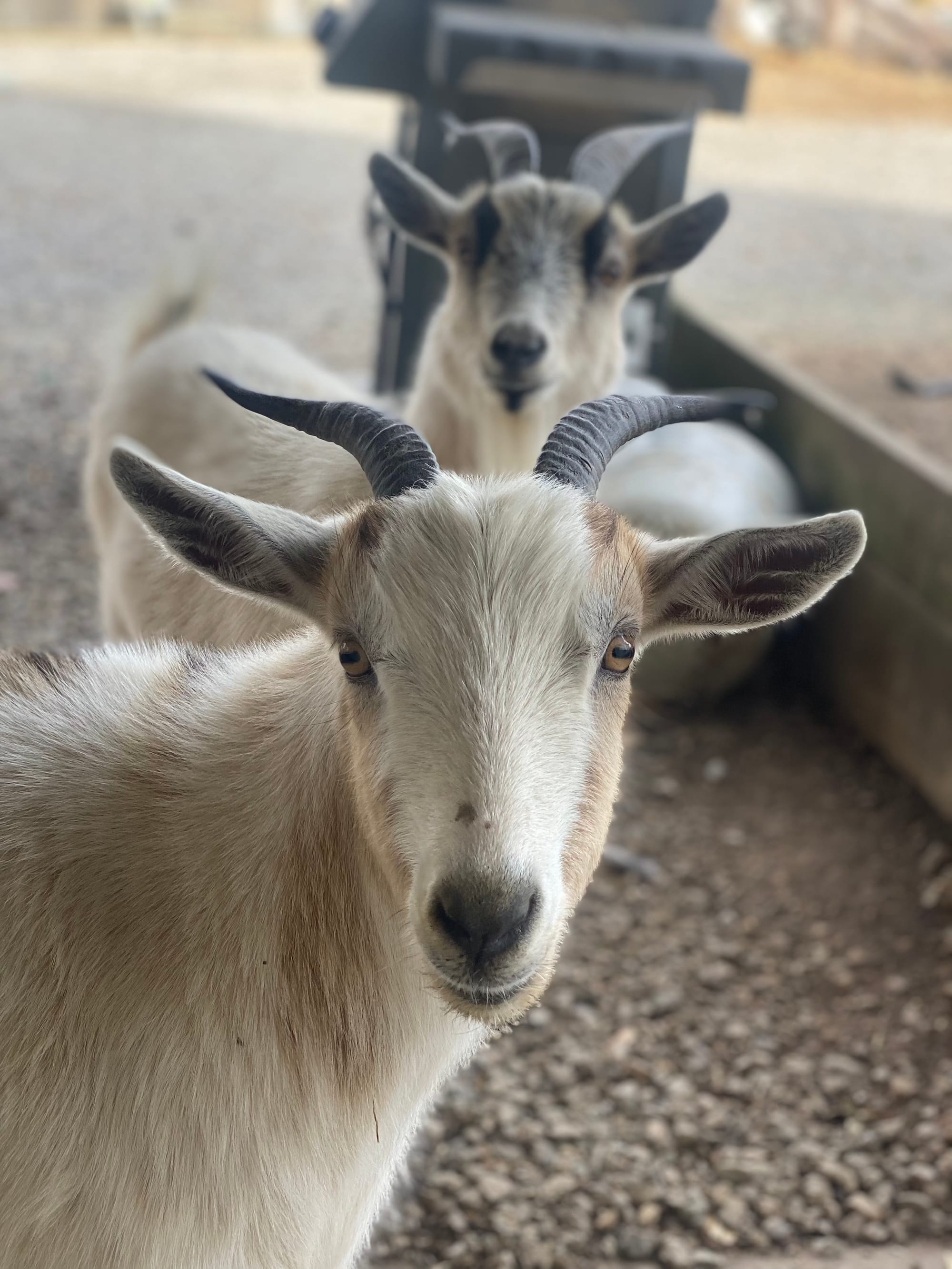 A Little Bit of This and That