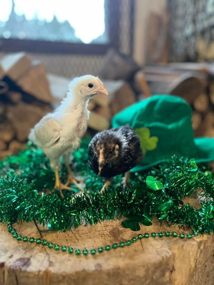 A Little Bit of This and That