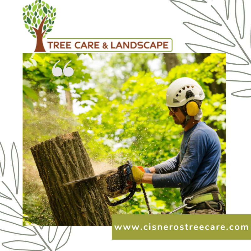 Top Benefits of Tree Trimming In Sacramento
