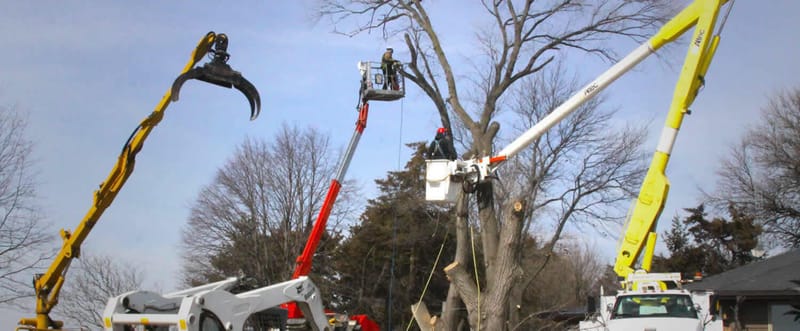 Tree Service In Sacramento: Expert Care for Your Arboreal Assets