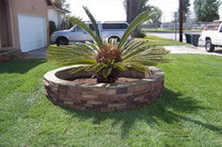 How to Choose Tree Care Services Sacramento?